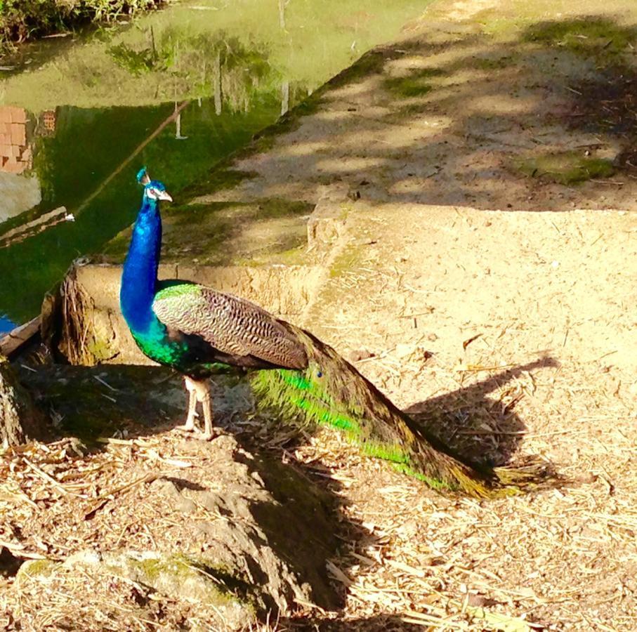 Casa De Campo,Sitio,Vale Europeu-Sc Rio dos Cedros Kültér fotó